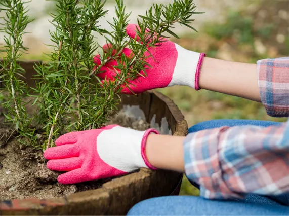 rooted-in-soil-raised-in-stillness