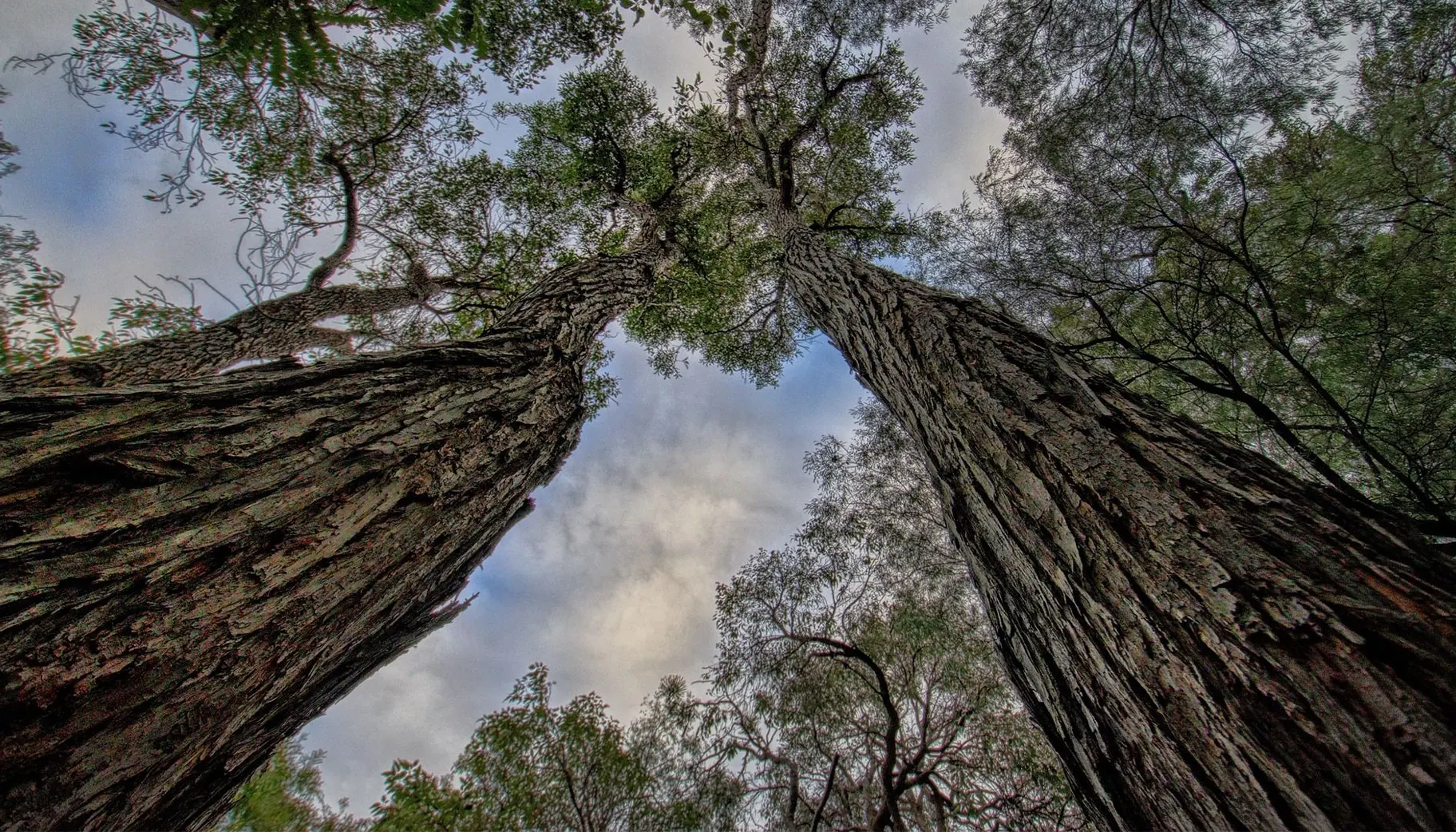 A view looking up between two towering trees, showcasing textured bark and lush green foliage against a cloudy sky