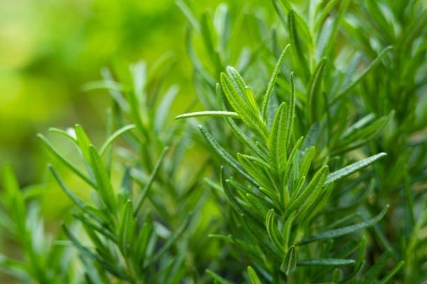 Rosemary for Hair Health