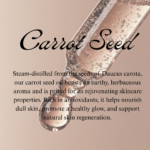 Carrot seed - Image 2