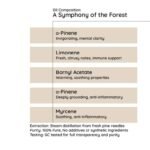 Pine Needle - Image 5