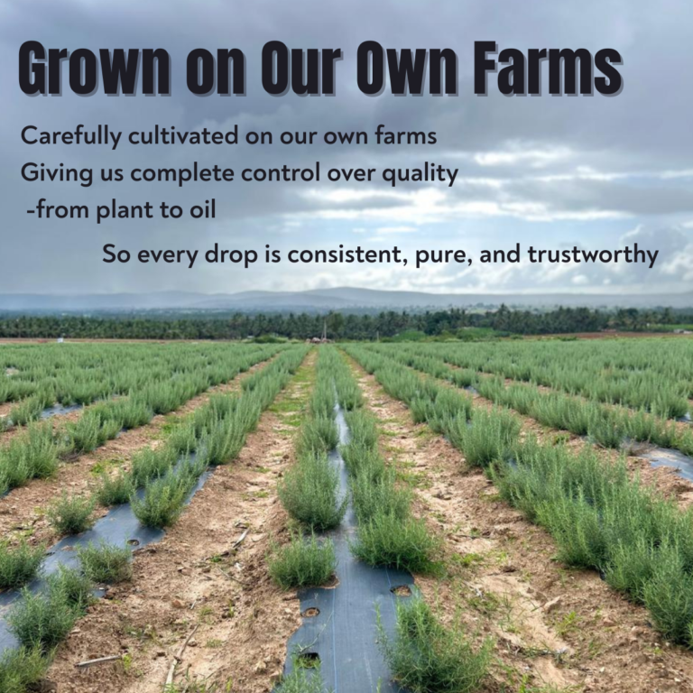 Rosemary plants grown on farm showing source of natural essential oil with full control from cultivation to extraction