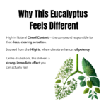 Explanation of eucalyptus oil with high cineole content that helps open airways and provide a deep clearing sensation
