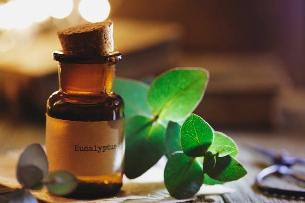 is eucalyptus oil good for cold and cough