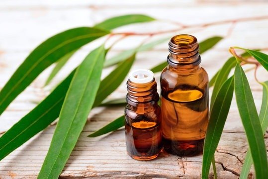 is eucalyptus oil good for cold and cough