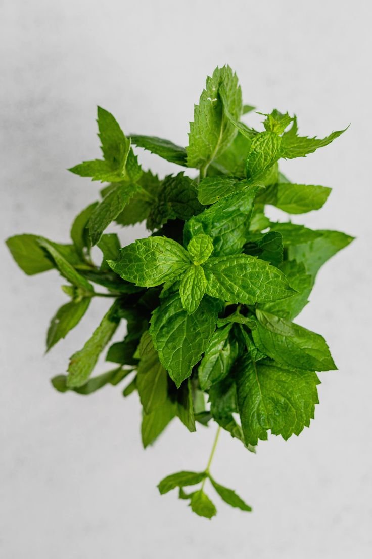 Best peppermint oil Brand in India