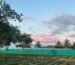 Thyme Cultivation India, Thyme bulk supplier/ trader, best thyme india