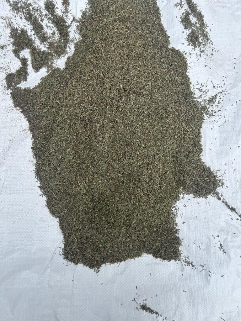 Thyme Cultivation India, Thyme bulk supplier/ trader, best thyme india