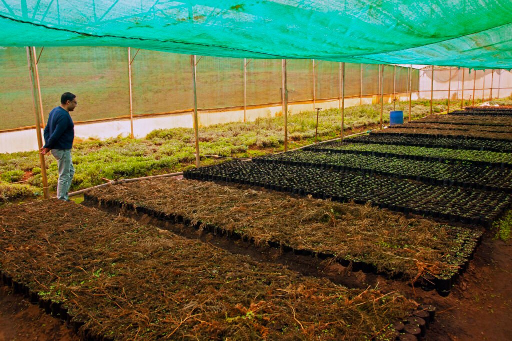 Rosemary saplings india - wholesale