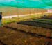 Rosemary saplings india - wholesale