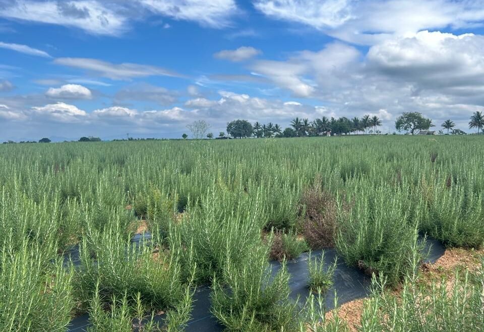 The Ultimate Guide to Rosemary in India