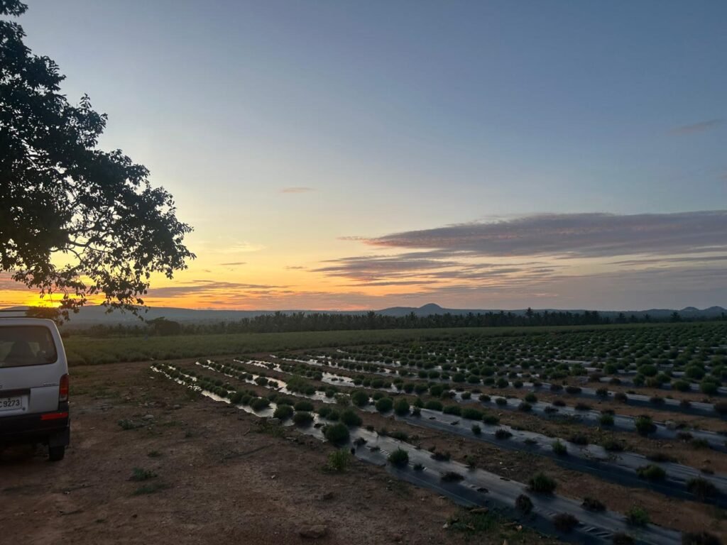 best rosemary farm india