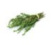 Best thyme fresh supplier - trader in India