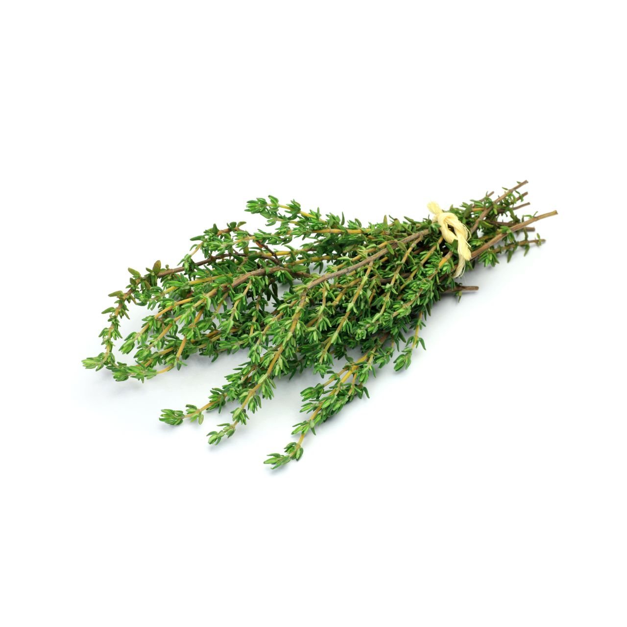 Best thyme fresh supplier - trader in India
