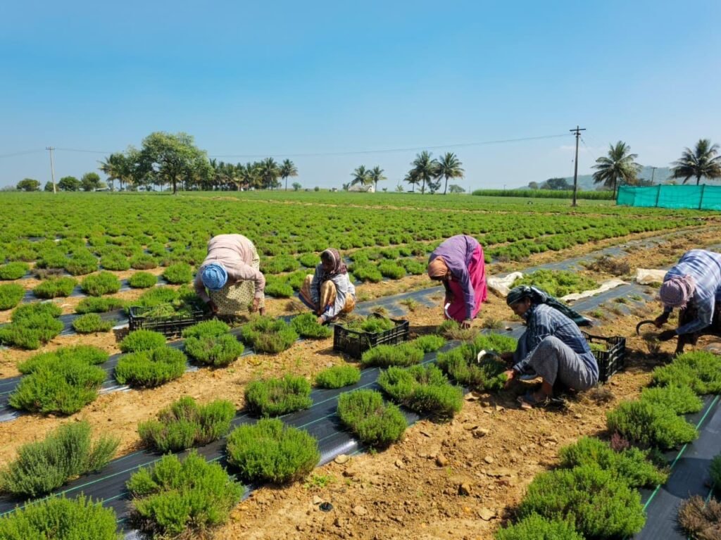 Thyme Cultivation India, Thyme bulk supplier/ trader, best thyme india