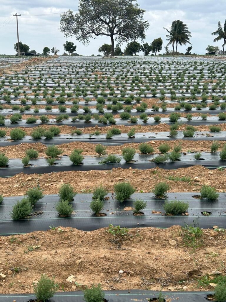 best rosemary farm in india