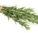 dried vs fresh rosemary is dried rosemary better than fresh dried rosemary supplier