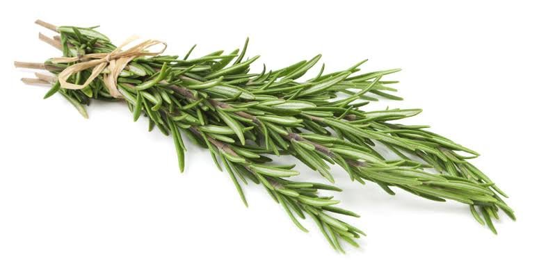 dried vs fresh rosemary is dried rosemary better than fresh dried rosemary supplier