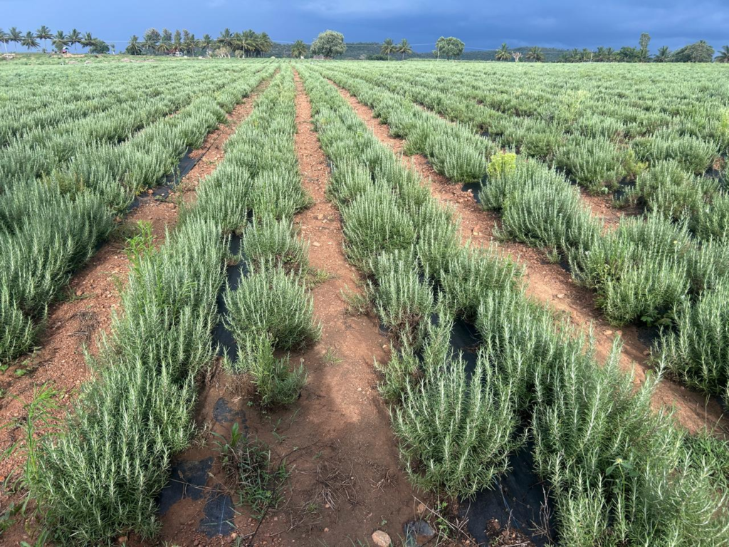 who supplies rosemary in India, is Indian rosemary export quality, rosemary herb farming India
