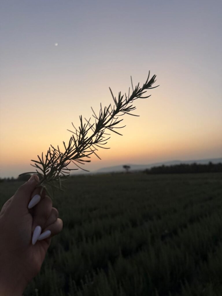 rosemary farm india