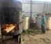 rosemary oil manufacturer