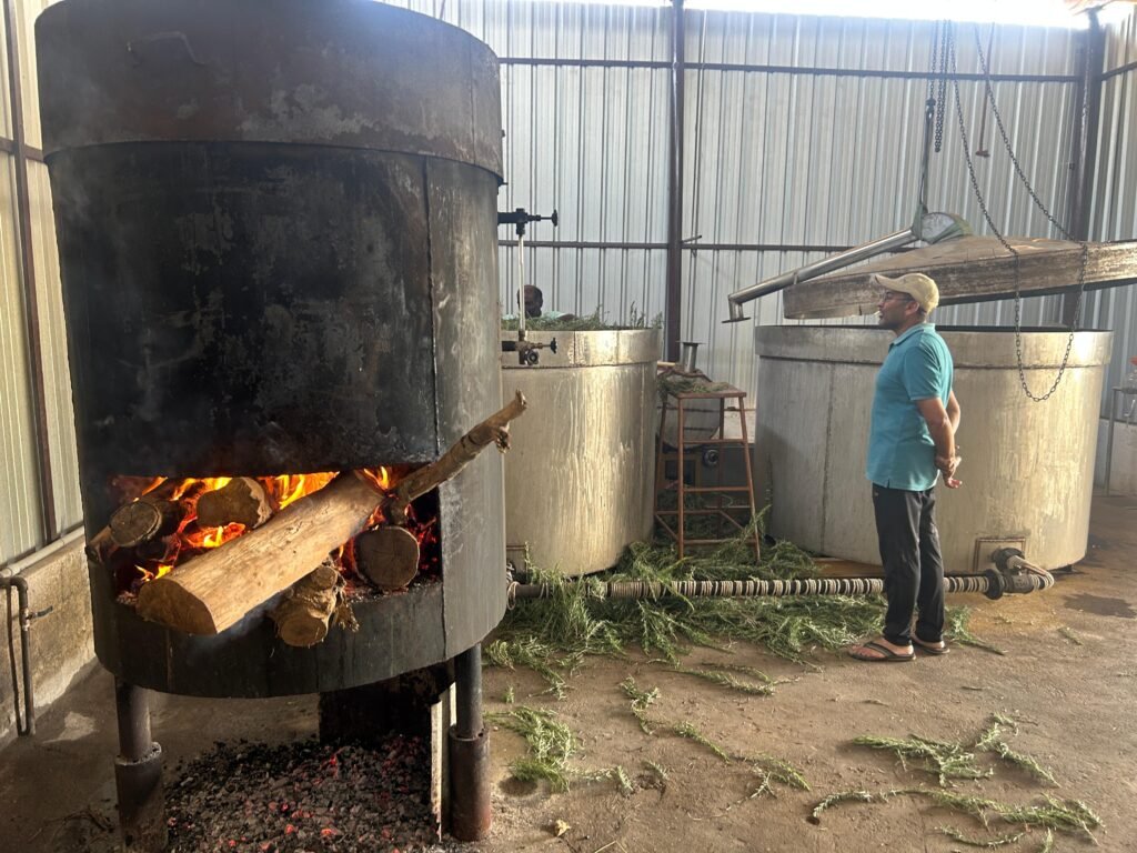 Fresh rosemary prepared for steam distillation in India