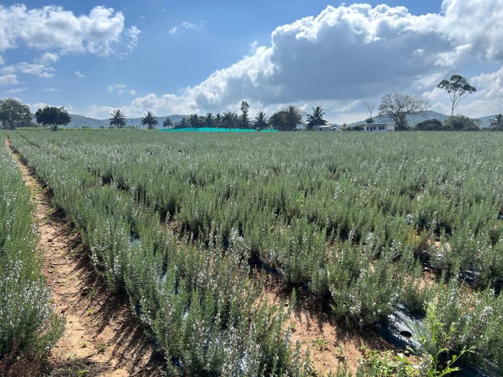 biggest supplier of rosemary leaves in india - swastik natural oils