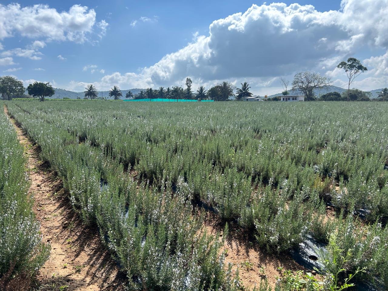 biggest supplier of rosemary leaves in india - swastik natural oils