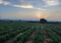 Best Rosemary Farm Cultivation in India by Swastik Natural Oils