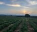 Best Rosemary Farm Cultivation in India by Swastik Natural Oils