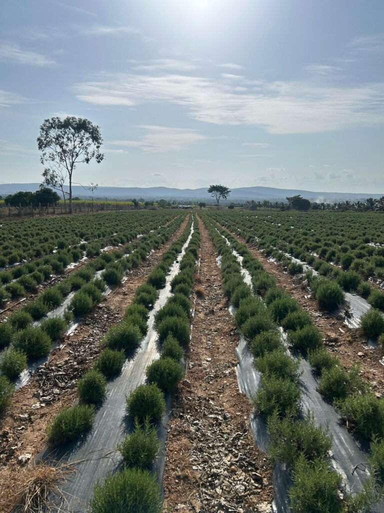 swastik rosemary farm Talavadi
