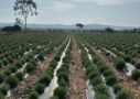 swastik rosemary farm Talavadi