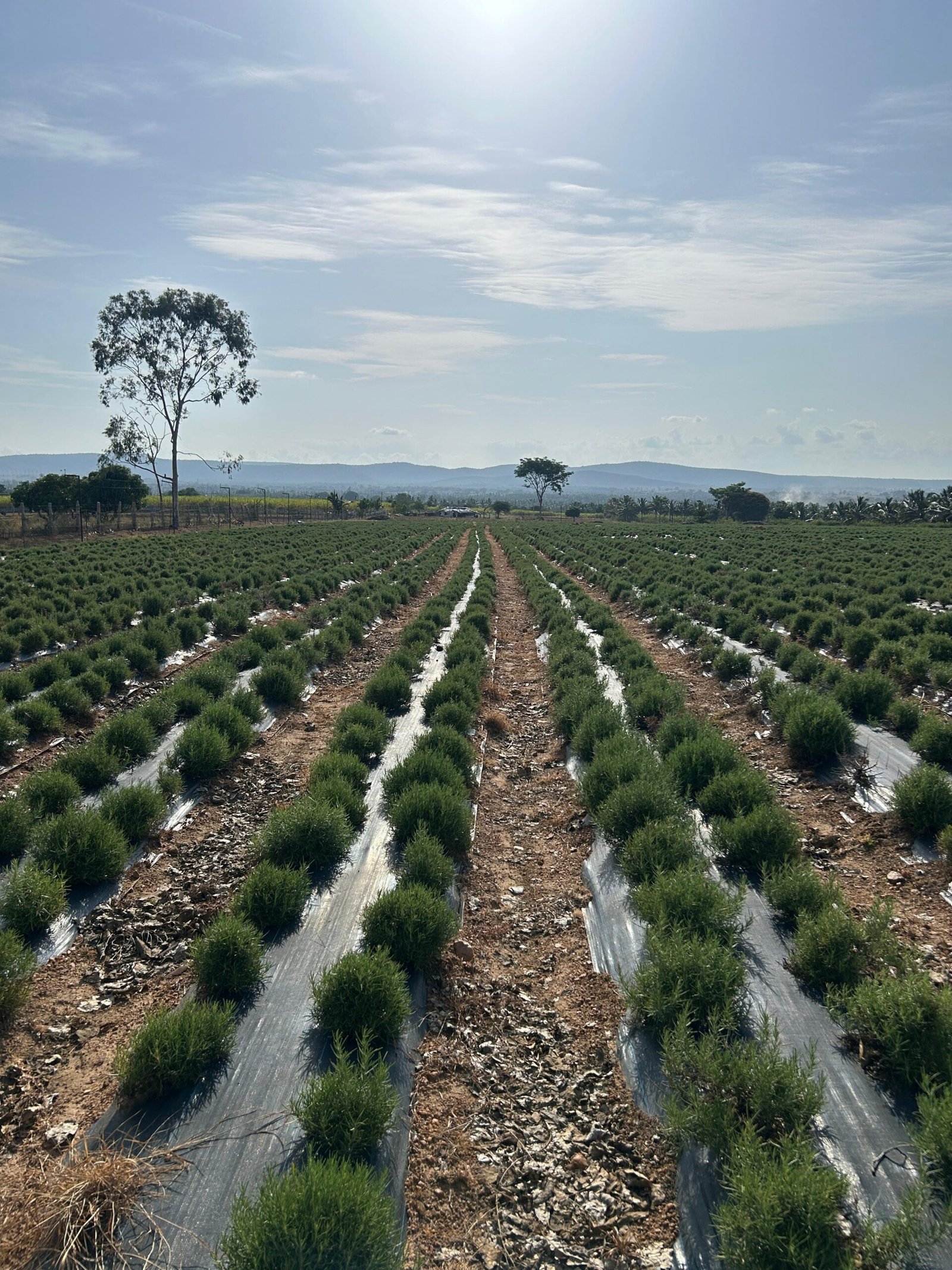 swastik rosemary farm Talavadi