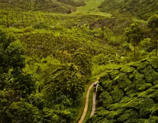 A winding path cuts through lush green tea plantations, surrounded by rolling hills and dense foliage under a soft, cloudy sky